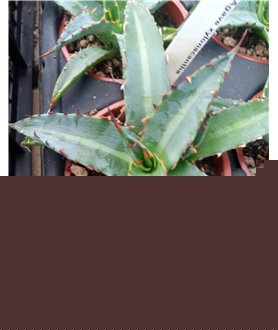 Agave xylonacantha 
