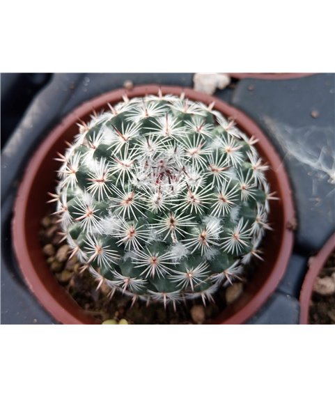 Mammillaria formosa Rep1242