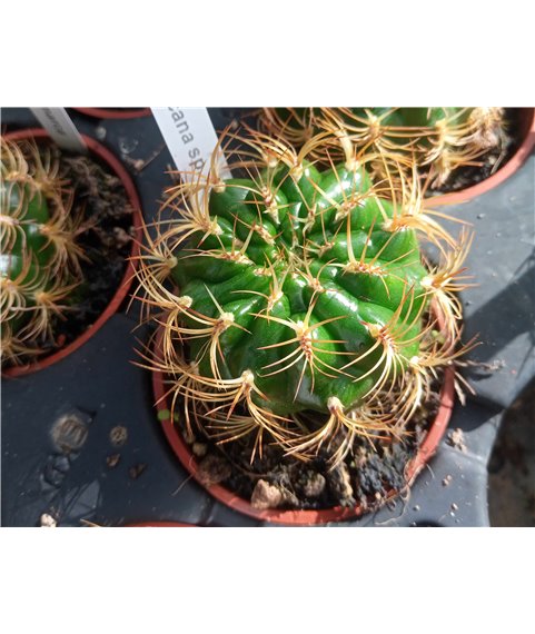 Submatucana sp. Cajamarca