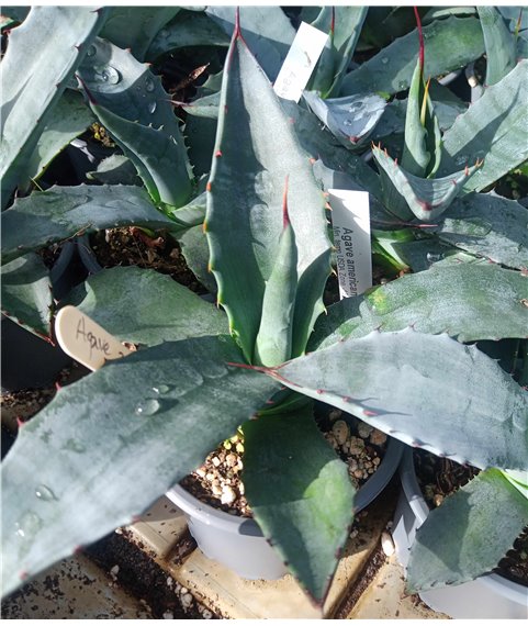 Agave americana v, protoamericana 9cm pot