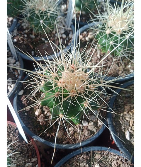 Echinocactus grusonii capistranoensis KPP1934