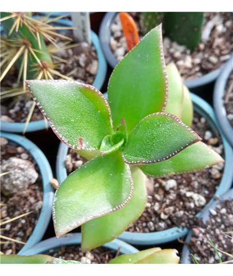 Crassula ovata Jade Star
