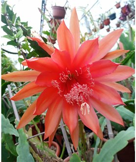 Epiphyllum Flamingo