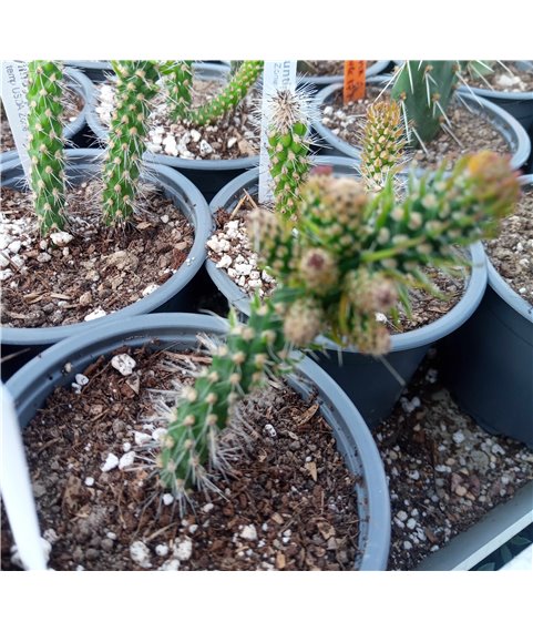 Opuntia spinosior DJF998 /18/ Kneeling Nun, NM