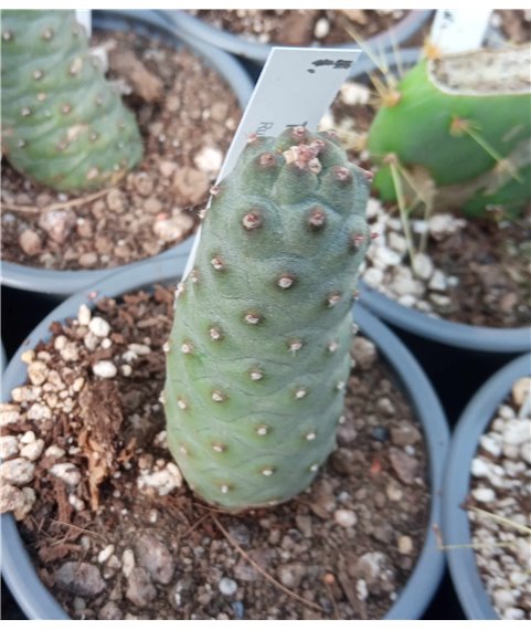 Opuntia strobiliformis