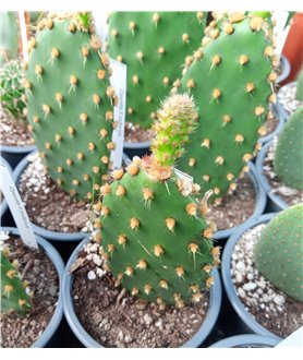 Opuntia X puberula