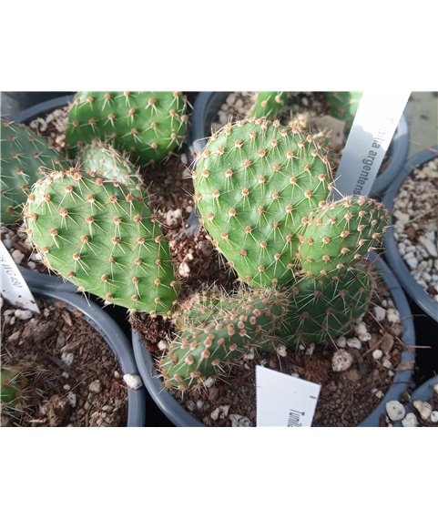 Tunilla argintensis WG480