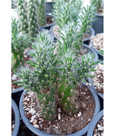 Austrocylindropuntia vestita FK86-118
