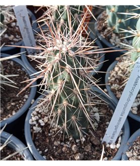 Austrocylindropuntia weingartiana WG296
