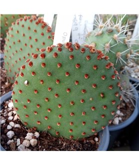 Opuntia microdasys f. rufida 