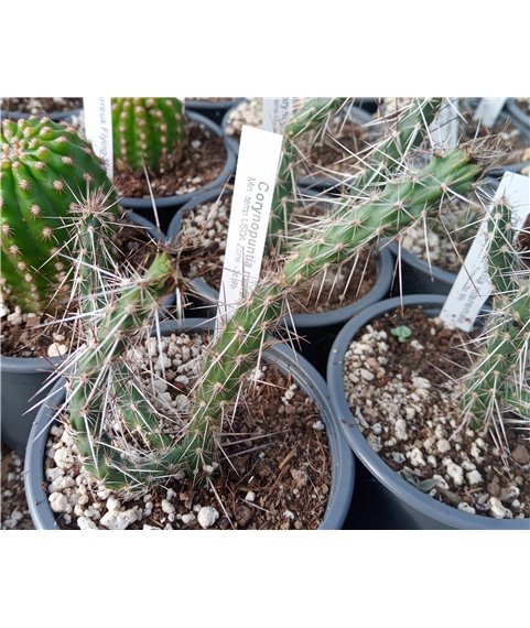 Corynopuntia marenae