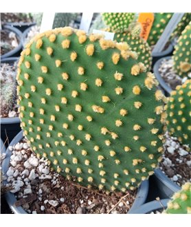 Opuntia microdasys KMR176 Ejido Lamuralla SLP.