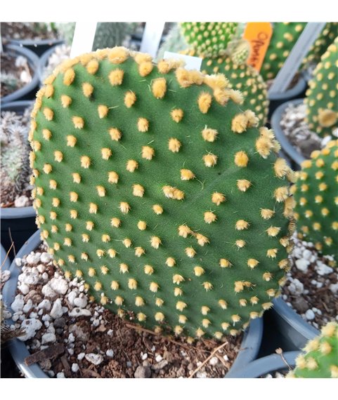 Opuntia microdasys KMR176 Ejido Lamuralla SLP.