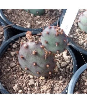 Opuntia gosseliana v. santa rita