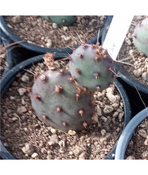 Opuntia gosseliana v. santa rita