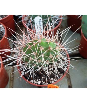 Opuntia sulphurea KFF 1133 PUEBLO DEL RIO MENDOZA