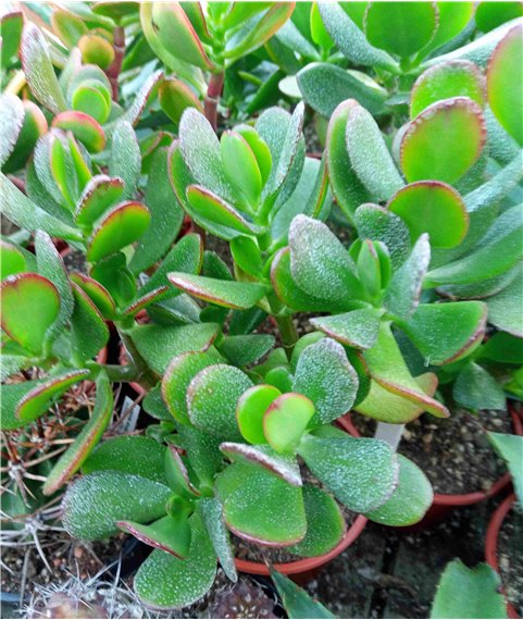 Crassula ovata 