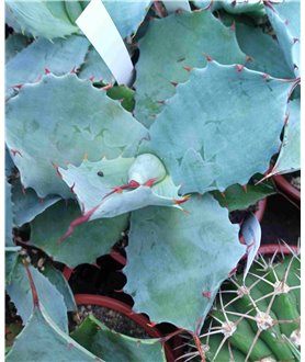 Agave potatorum verschafeldtii 10cm