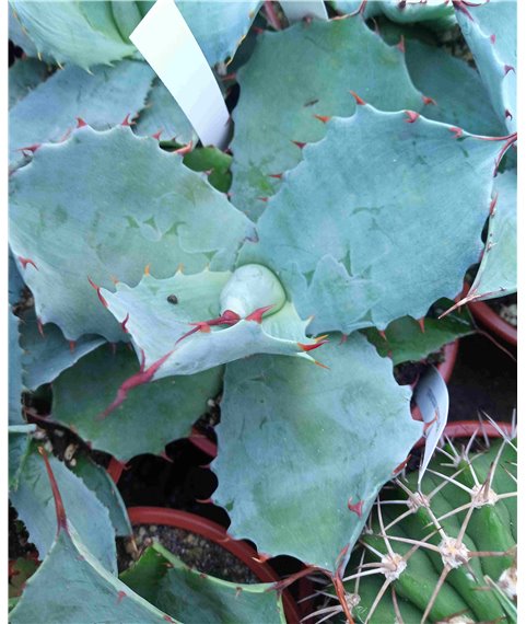 Agave potatorum verschafeldtii 10cm