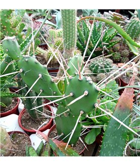 Opuntia viridirubra v. rubrogemma NU493 10cm
