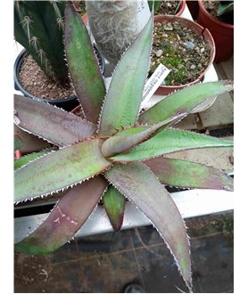 Agave megaladonta 10cm
