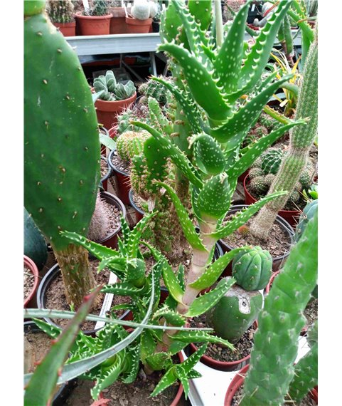 Aloe squarrosa
