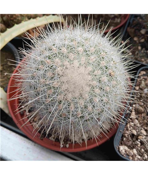 Echinomastus macdowellei