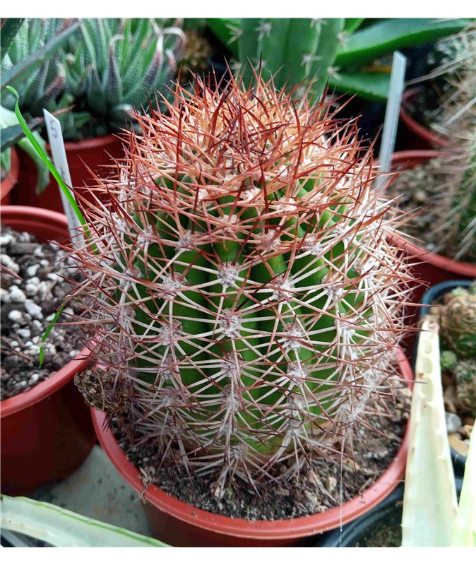 Acanthocalycium sp. Cachu Road Acanthocalycium sp. Cachu Road
