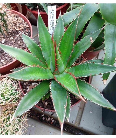 Agave garcae-mendozae 10cm