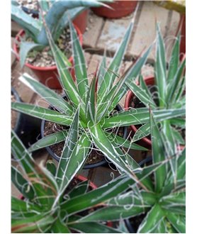 Agave filifera 10cm pot