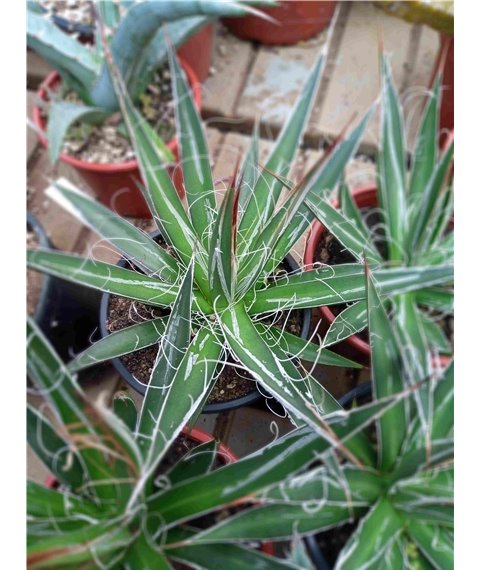 Agave filifera 10cm pot