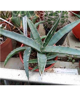 Agave xylonacantha Blue 10cm pot