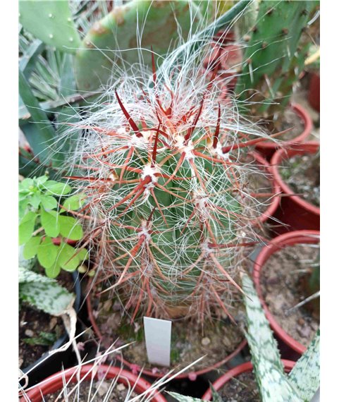 Oreocereus celsianus 10cm pot