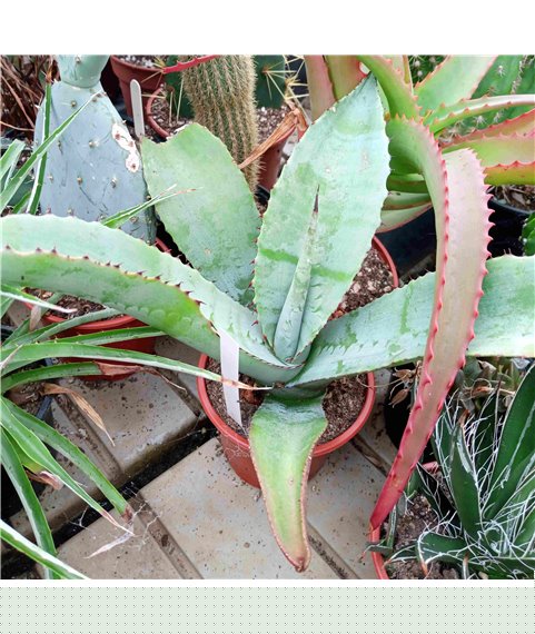 Agave marmorata 10cm pot