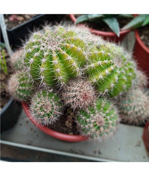 Echinopsis Cactus Shop Hybrids 10cm pot