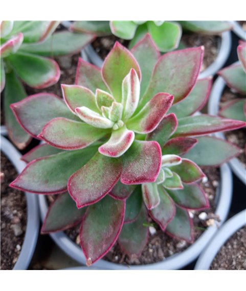 Echeveria Devotion