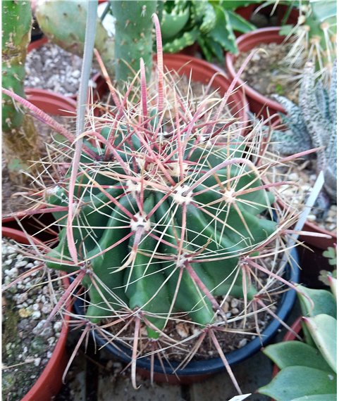 Ferocactus horridus longispinus 13cm pot