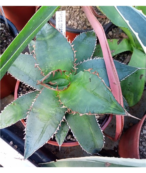 Agave megaladonta 13cm pot