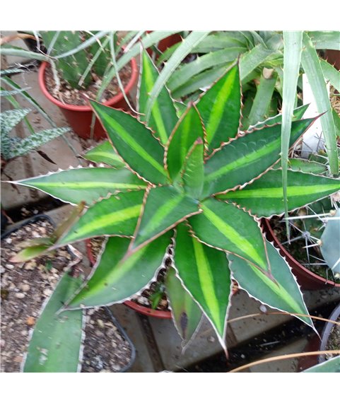 Agave lophantha