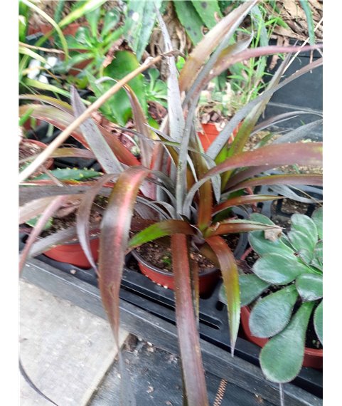 X Cryptobergia rubra 13cm pot