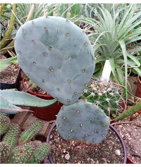 Opuntia robusta in 13cm pot