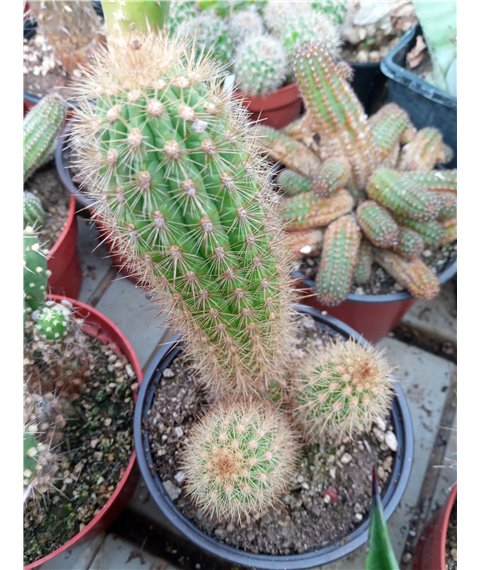 Loxanthocereus rectispinus GP1938 PLL Peru
