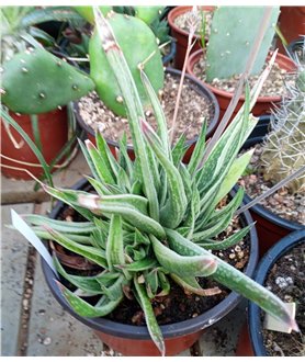 X Gastroaloe Thias