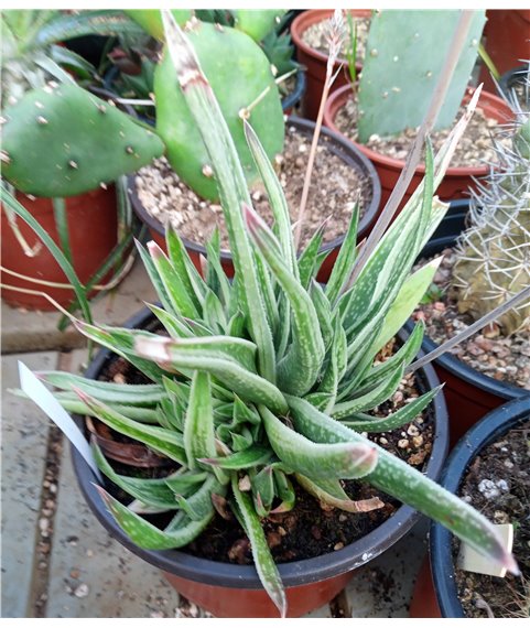 X Gastroaloe Thias