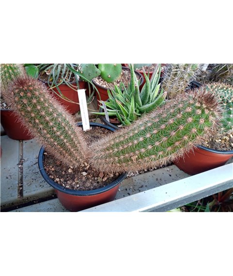 Haageocereus pluriflorus 13cm pot