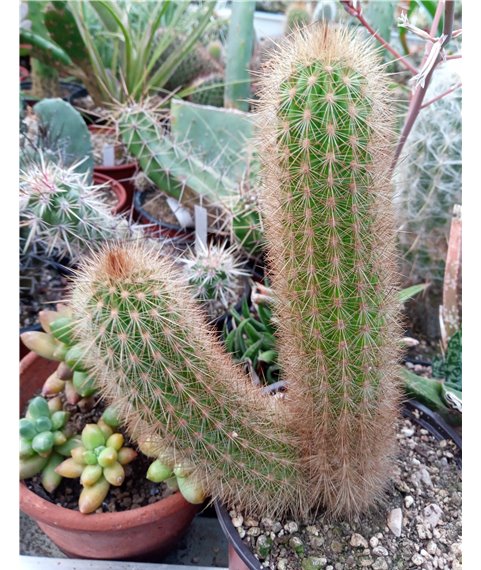 Haageocereus limnensis PSCA35