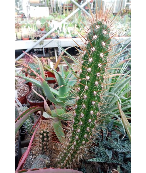 Oreocereus (Morawetzia) variicolor Chastudo 13cm pot