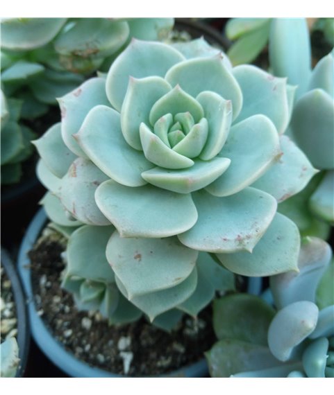Graptoveria X Titubans