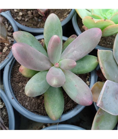 x Pachyveria Captain Jessop