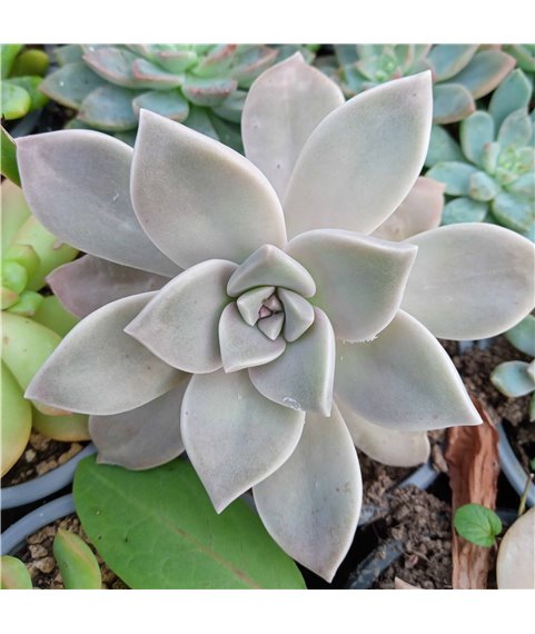 Graptopetalum paraguayense
